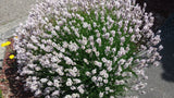 Bush of lavender flowers growing in a garden bed.