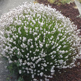 Lavender with light pink flowers on a sidewalk