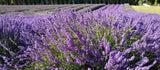 Lavender field with rows of purple flowers under a clear sky.