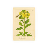 Viola lutea (Yellow Violet) with Butterfly, Colorized Reproduction from Erucarum Ortus (1717), GoGardenNow Exclusive