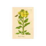 Viola lutea (Yellow Violet) with Butterfly, Colorized Reproduction from Erucarum Ortus (1717), GoGardenNow Exclusive
