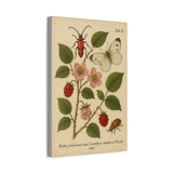 Wild Bramble with Beetle and Butterfly, Botanical Illustration on Canvas
