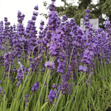 Field of lavender flowers with green stems and leaves.
