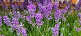 Close-up of lavender flowers with a blurred background