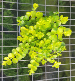 Lysimachia 'Aurea' - Golden Creeping Jenny - 4.5 inch Pots - Flat of 10