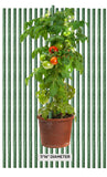 Potted tomato plant with green and red tomatoes against a striped background