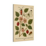 Wild Bramble with Beetle and Butterfly, Botanical Illustration on Canvas
