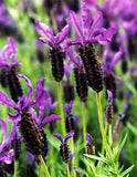 Close-up of purple lavender flowers with green stems and leaves.