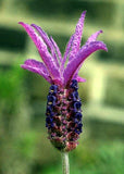 Close-up of a purple lavender flower with a blurred green background