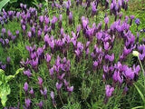 Field of purple flowers with green leaves