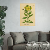 Viola lutea (Yellow Violet) with Butterfly, Colorized Reproduction from Erucarum Ortus (1717), GoGardenNow Exclusive