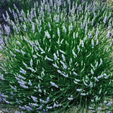 Clump of lavender flowers with green leaves