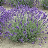 Lavender flowers on a natural background