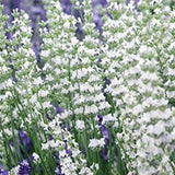 Close-up of white lavender flowers with a blurred background