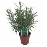Potted rosemary plant with a green label on a white background