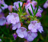 Close-up of rosemary flowers with green leaves on a blurred natural background