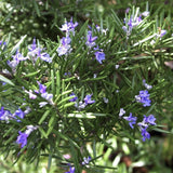 Rosemary plant with purple flowers and green leaves
