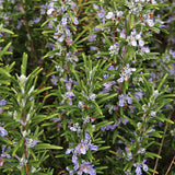Close-up of a rosemary plant with small purple flowers and green leaves.