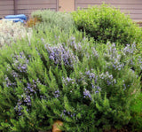Rosemary shrubs with green leaves and purple flowers in a garden setting