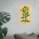 Viola lutea (Yellow Violet) with Butterfly, Colorized Reproduction from Erucarum Ortus (1717), GoGardenNow Exclusive
