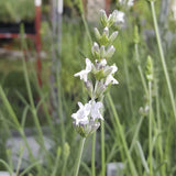 Lavender Live Plant White Spike