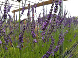 Field of lavender flowers with a wooden trellis in the background