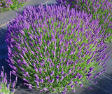 Lavender flowers on a dark background