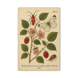 Wild Bramble with Beetle and Butterfly, Botanical Illustration on Canvas