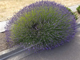 Clump of lavender plants on a road
