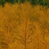 Yellow feather-like Amsonia against a blurred green background