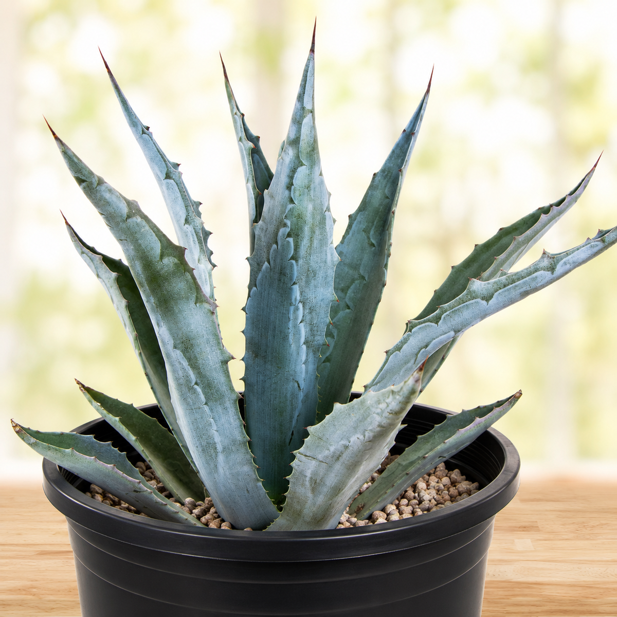 アガベ アメリカーノ Agave Americana