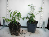Euonymus 'Acutus' - 3.5 inch Pots (Minimum Quantity: 25 Plants)