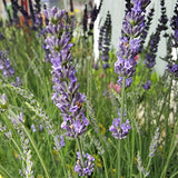 Lavender flowers in a field with a blurred background