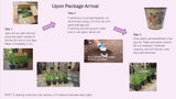 Step-by-step guide on planting lavender plants with images and text.