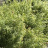 Amsonia with green foliage in summer