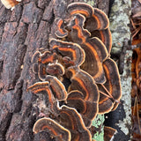 Close-up of mushrooms growing on a tree trunk