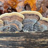 Close-up of layered mushrooms on a wooden surface with autumn leaves in the background