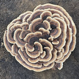Close-up of a large, circular mushroom菌群 on a dark surface