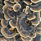 Close-up of turkey mushrooms with a dark background