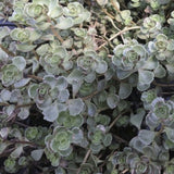 Sedum spurium 'John Creech'