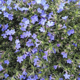Lithodora diffusa 'Grace Ward' - in 4.5 inch Pots - Flat of 10
