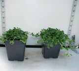 Mazus 'Alba' - 3.5 inch Pots (Minimum Quantity: 25 Plants)