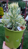 Potted lavender with variegated leaves held by a hand, with a blurred garden background.