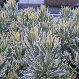 variegated lavender with a blurred background