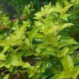 Oreganum vulgare 'Aureum' - 4.5 inch Pots - Flat of 10