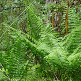 Cinnamon Fern - Osmunda cinnamomea
