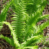 Cinnamon Fern - Osmunda cinnamomea