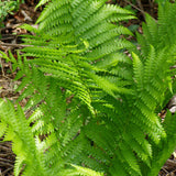 Osmunda cinnamomea