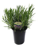 Potted lavender with a visible label on a white background