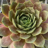 Sempervivum Supersemp® 'Ruby' - 4.5 inch Pots - Flat of 10